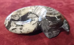 Ammonitt Fossil