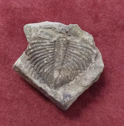 Trilobite fossil.