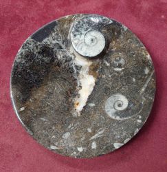 Ammonitt Fossil