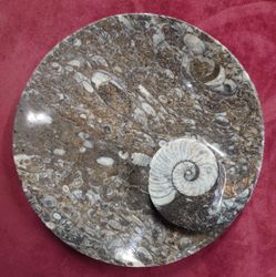 Ammonitt Fossil
