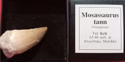 Mosassaurus tann, Fiskeøgle,fra Krit tiden
