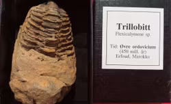 Trillobitt 450 mill år