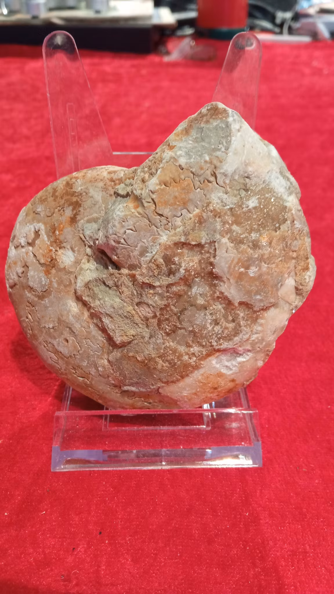 Stor Ammonitt fra Madagaskar,