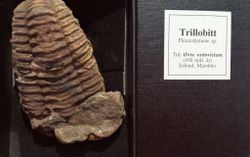 Trillobitt