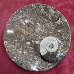 Ammonitt Fossil , Ø-15,7 cm.