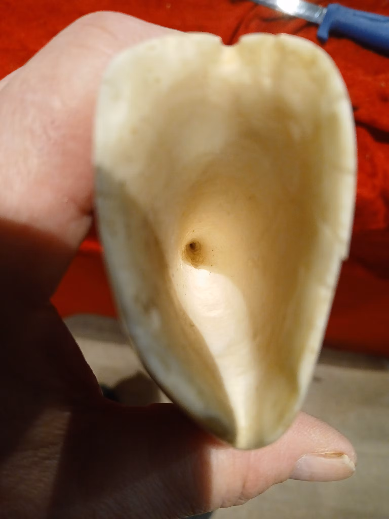Hvaltann
