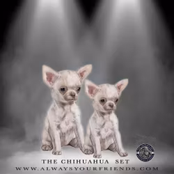 Always Your Friend Chihuahua Set