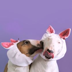 MILLOR DOG - TOWEL RABBIT