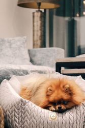 Always Dog Bed Magic Pink Square