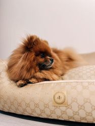 Always Dog Bed GG Square