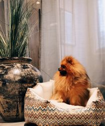 Always Dog Bed Missoni Dark