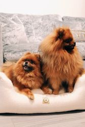 Always Dog Bed FF Square