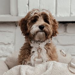 BY TEDDY - Boucle Collar Marshmallow