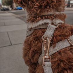 BY TEDDY - Boucle Harness Marshmallow