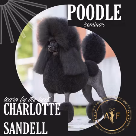 POODLE WEBINAR WITH CHARLOTTE SANDELL - THE POODLE QUEEN " PRE-RECORDED"