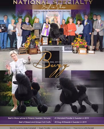 POODLE WEBINAR WITH CHARLOTTE SANDELL - THE POODLE QUEEN " PRE-RECORDED"