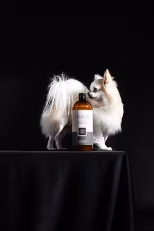 ALWAYS All Of Us Shampoo – Every breed deserves the best (Professional Line)
