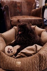 Always Dog Bed Magic Gold Square