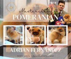 POMERANIAN WEBINAR WITH POM-GURU, ADRIAN FERNANDÈZ - "PRE-RECORDED"
