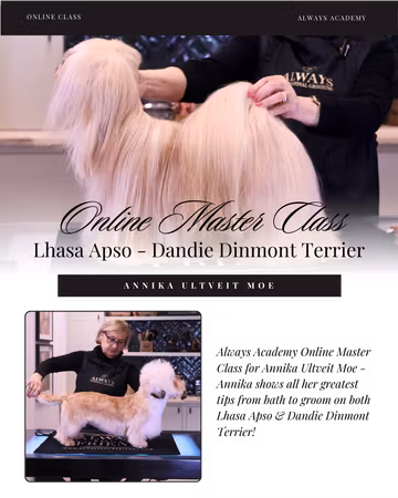 LHASA APSO, DANDIE DINMONT TERRIER WEBINAR - ANNIKA ULTVEIT MOE