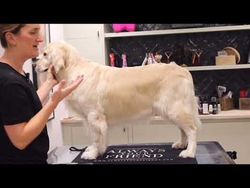 GOLDEN RETRIEVER WEBINAR - FANNY HELLSTRÖM - SHOW YOUR PAWS