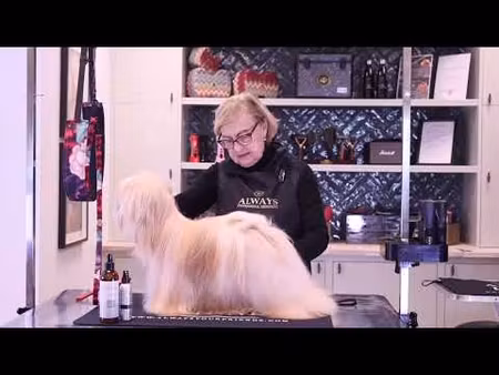 LHASA APSO, DANDIE DINMONT TERRIER WEBINAR - ANNIKA ULTVEIT MOE