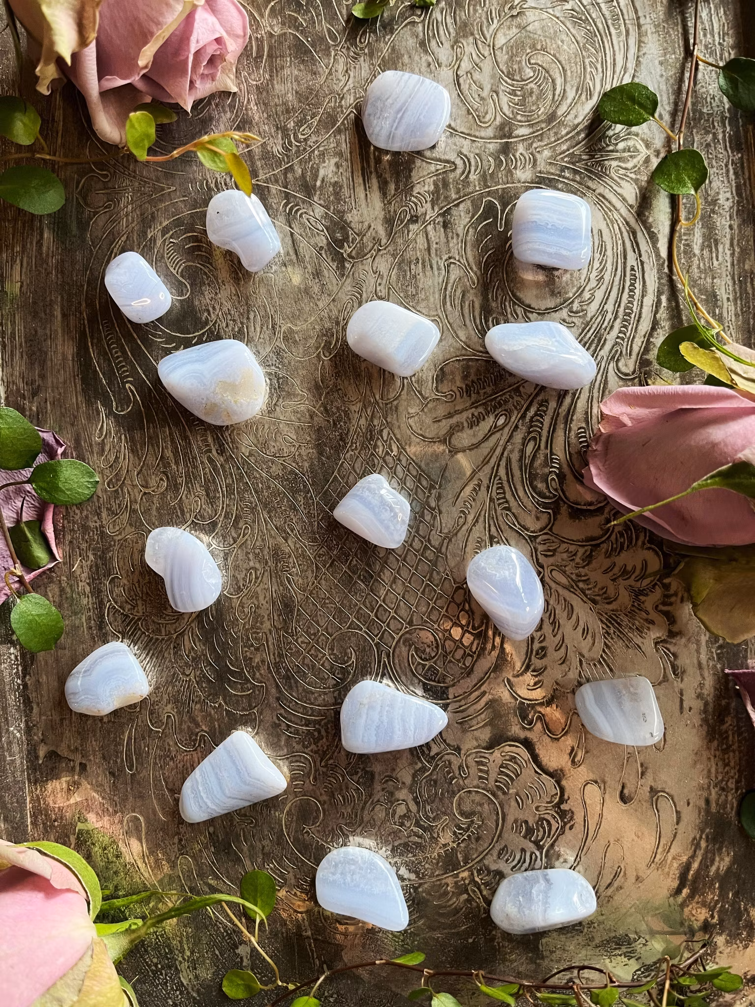 Blå Bandagat (Blue lace)