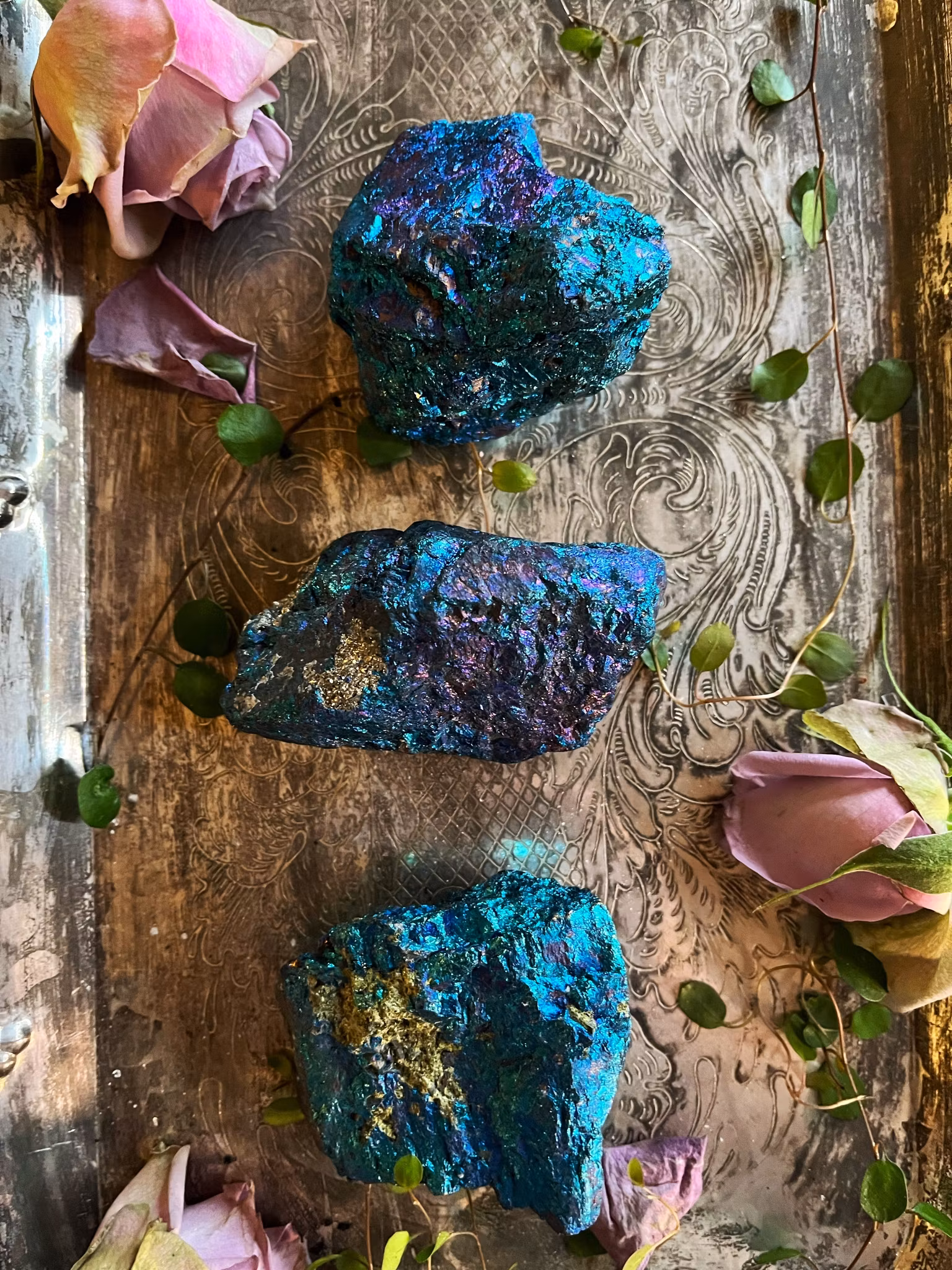 Bornit rå (påfågel koppar)