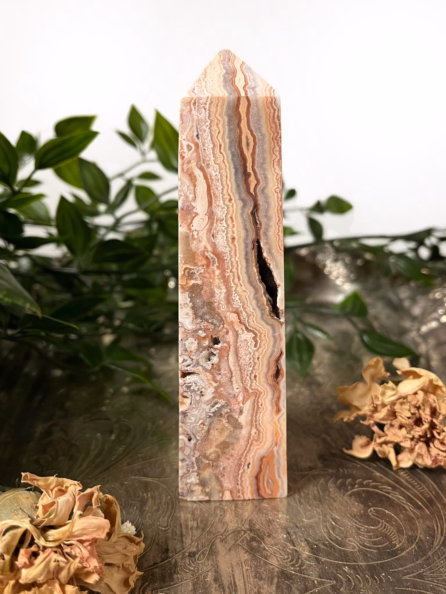 Rosa Crazy lace torn #1