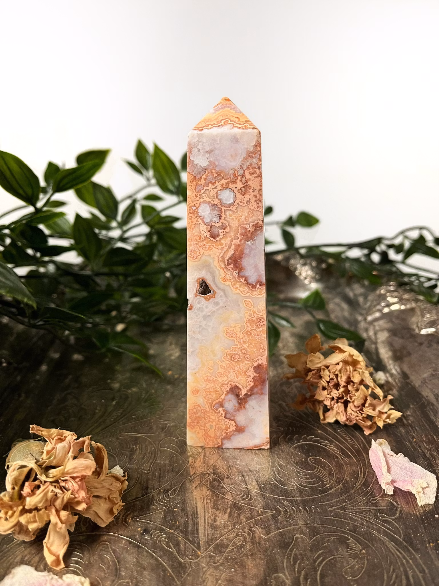 Rosa Crazy lace torn #1