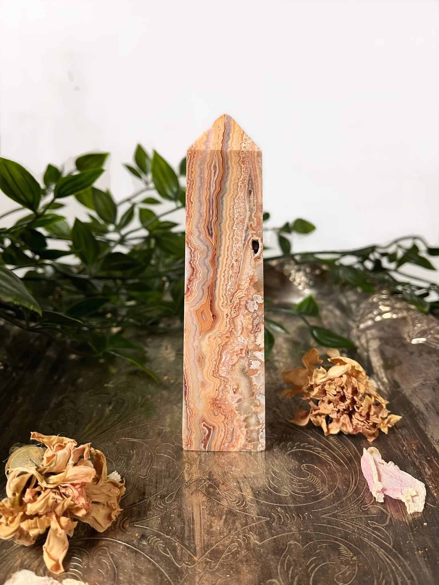 Rosa Crazy lace torn #1