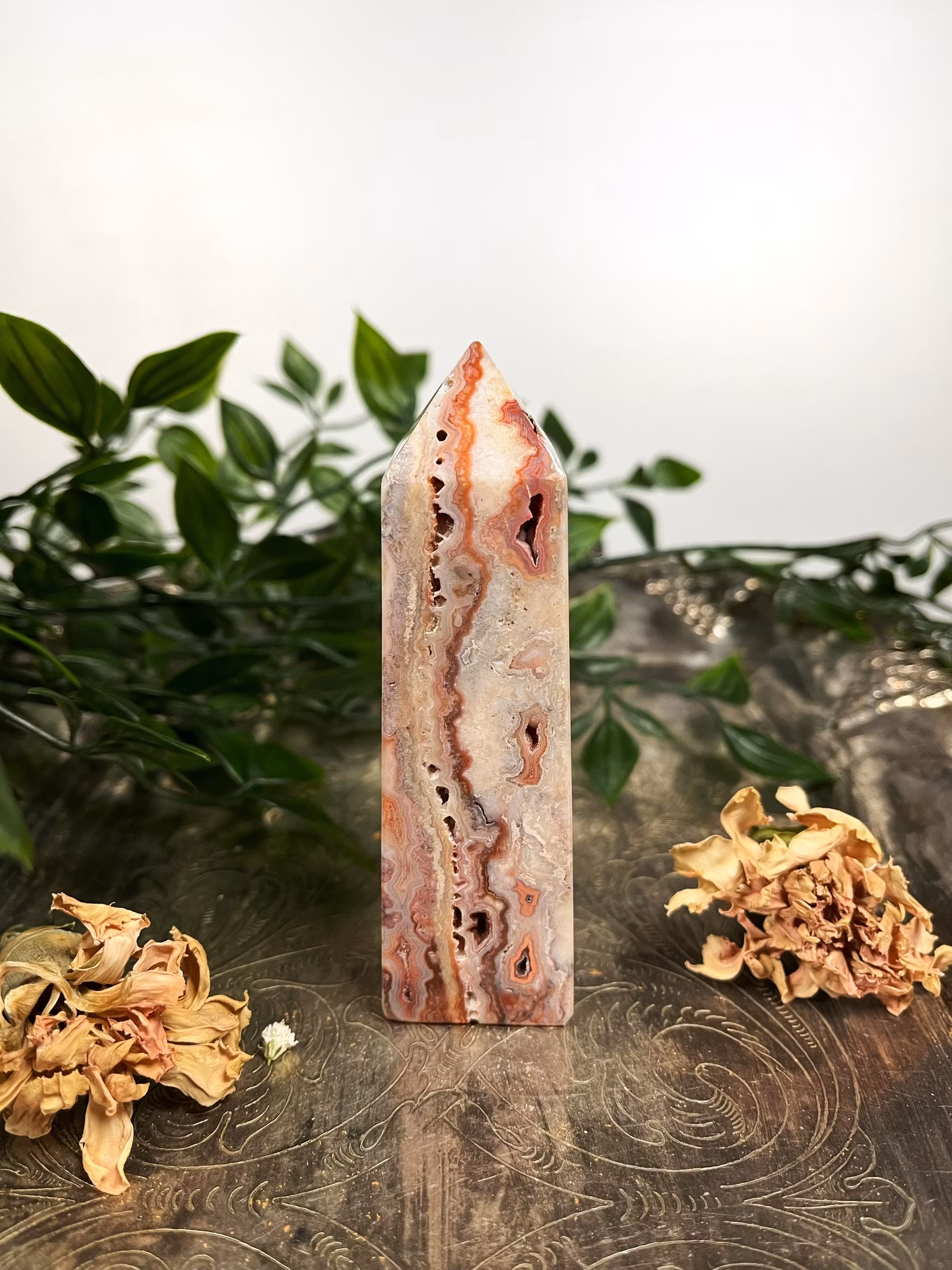 Rosa Crazy lace torn #3