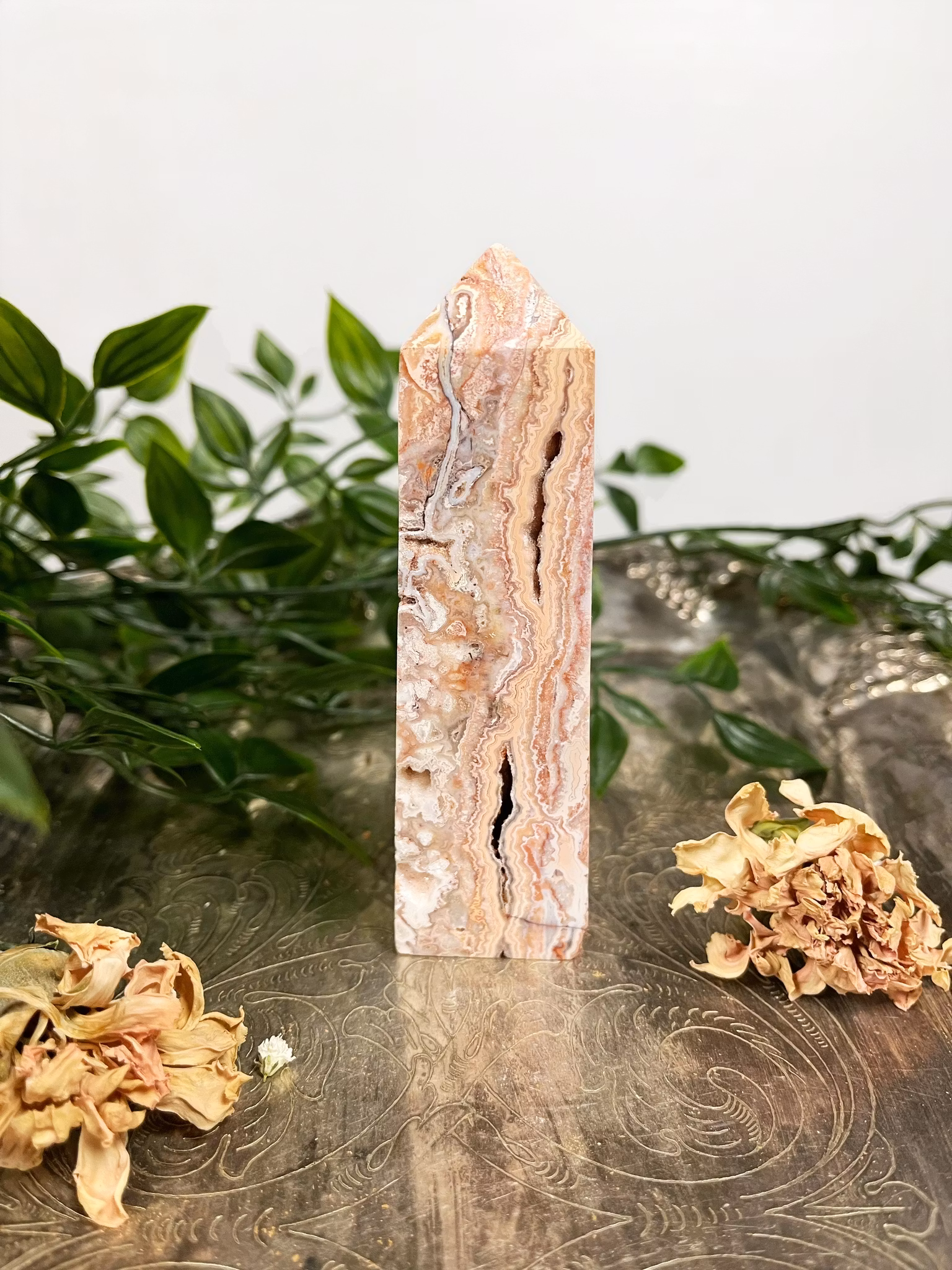 Rosa Crazy lace torn #4