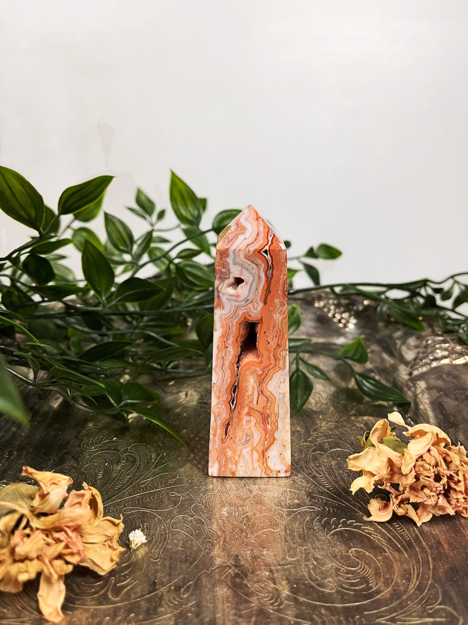 Rosa Crazy lace torn #5