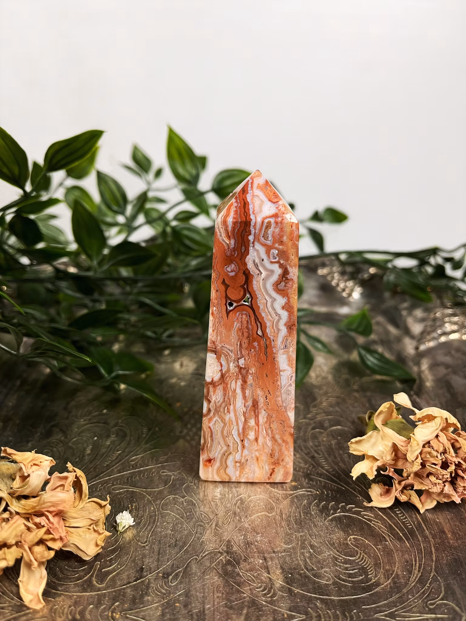 Rosa Crazy lace torn #5