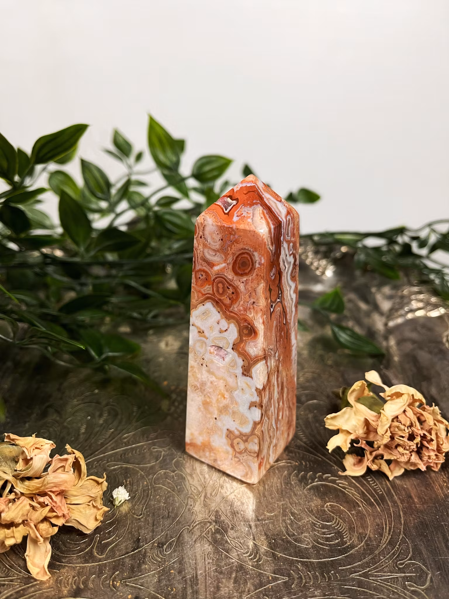 Rosa Crazy lace torn #5