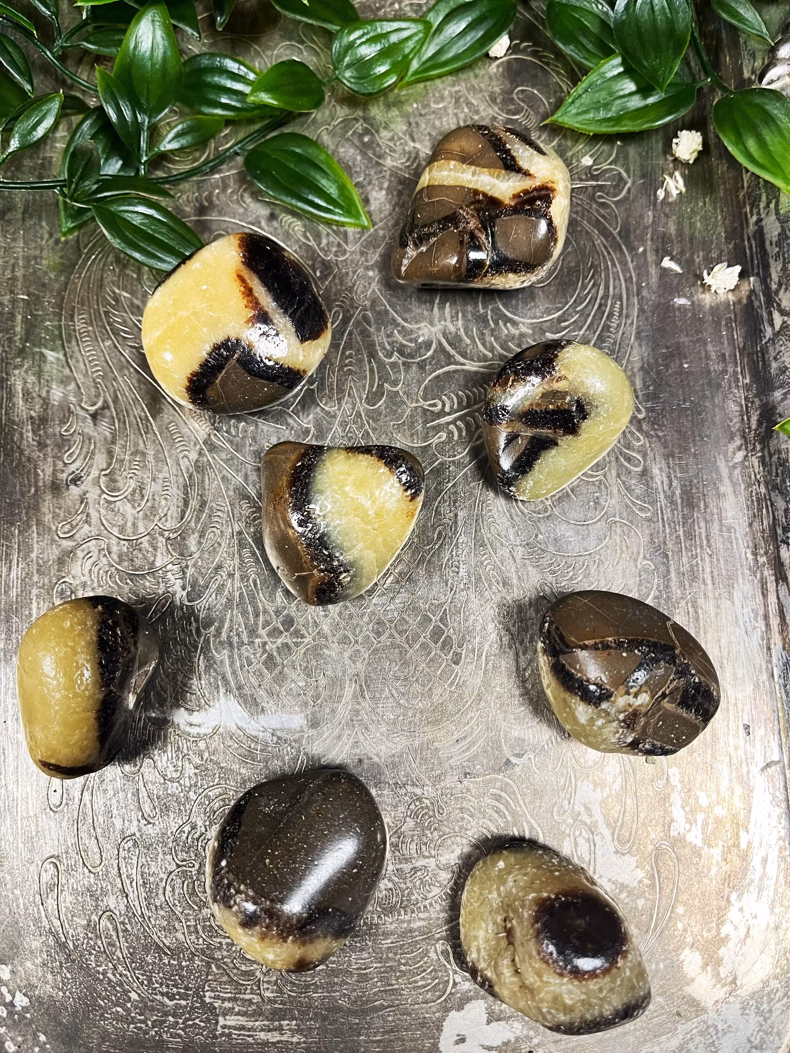 Septarian, Draksten trumlade