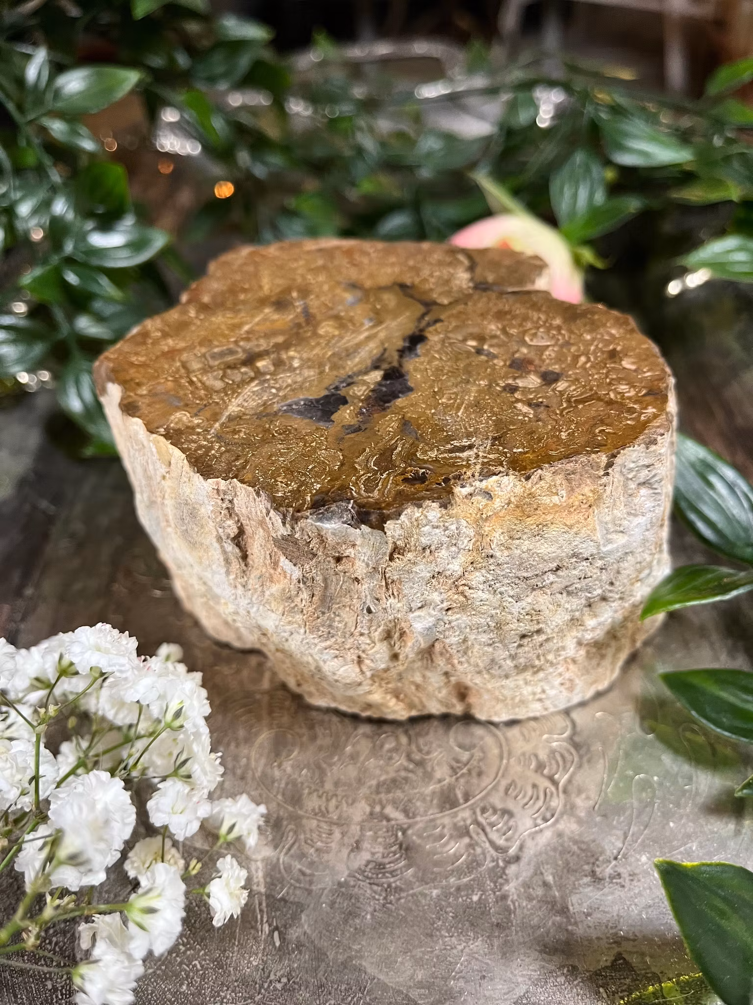 Förstenat, trä stubbe #1