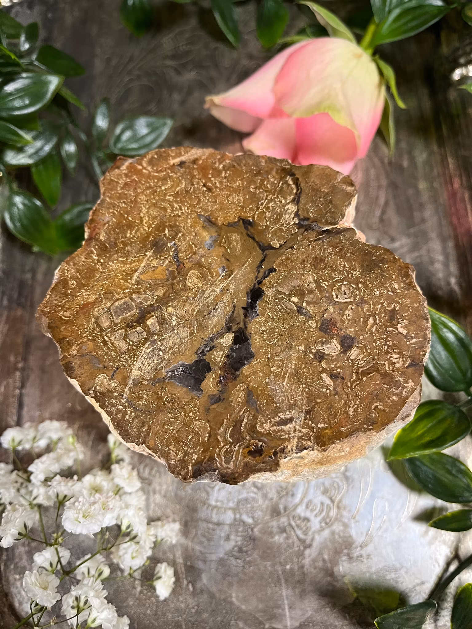 Förstenat, trä stubbe #1