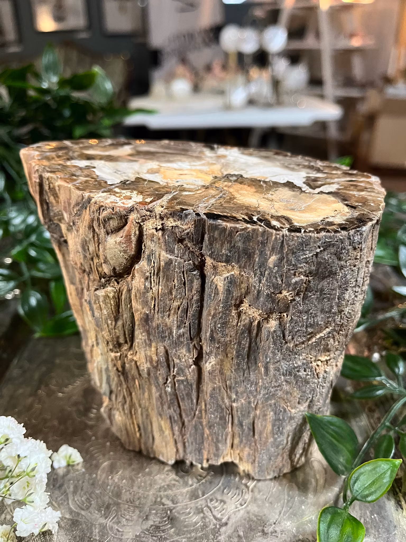 Förstenat, trä stubbe #5