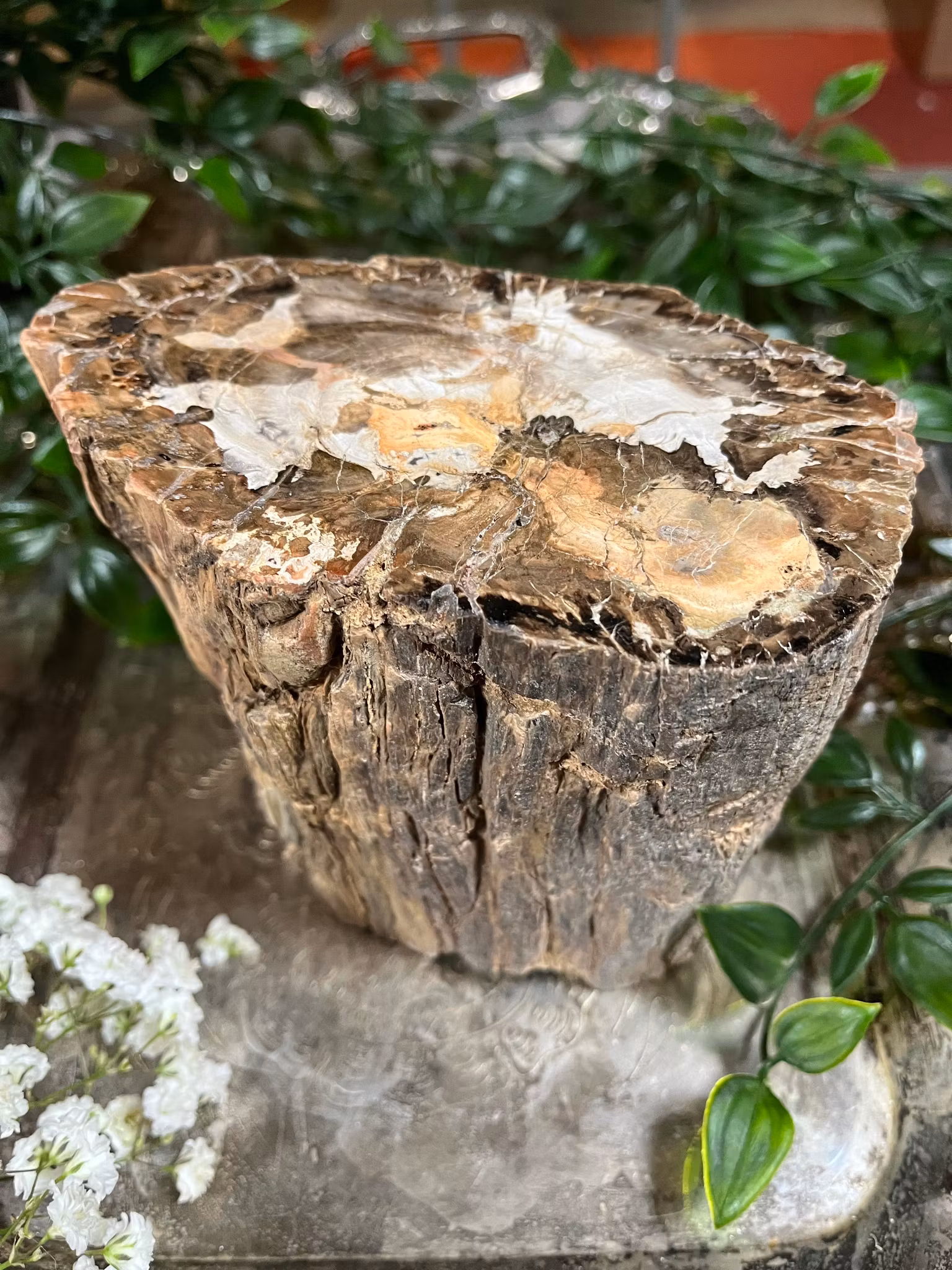 Förstenat, trä stubbe #5