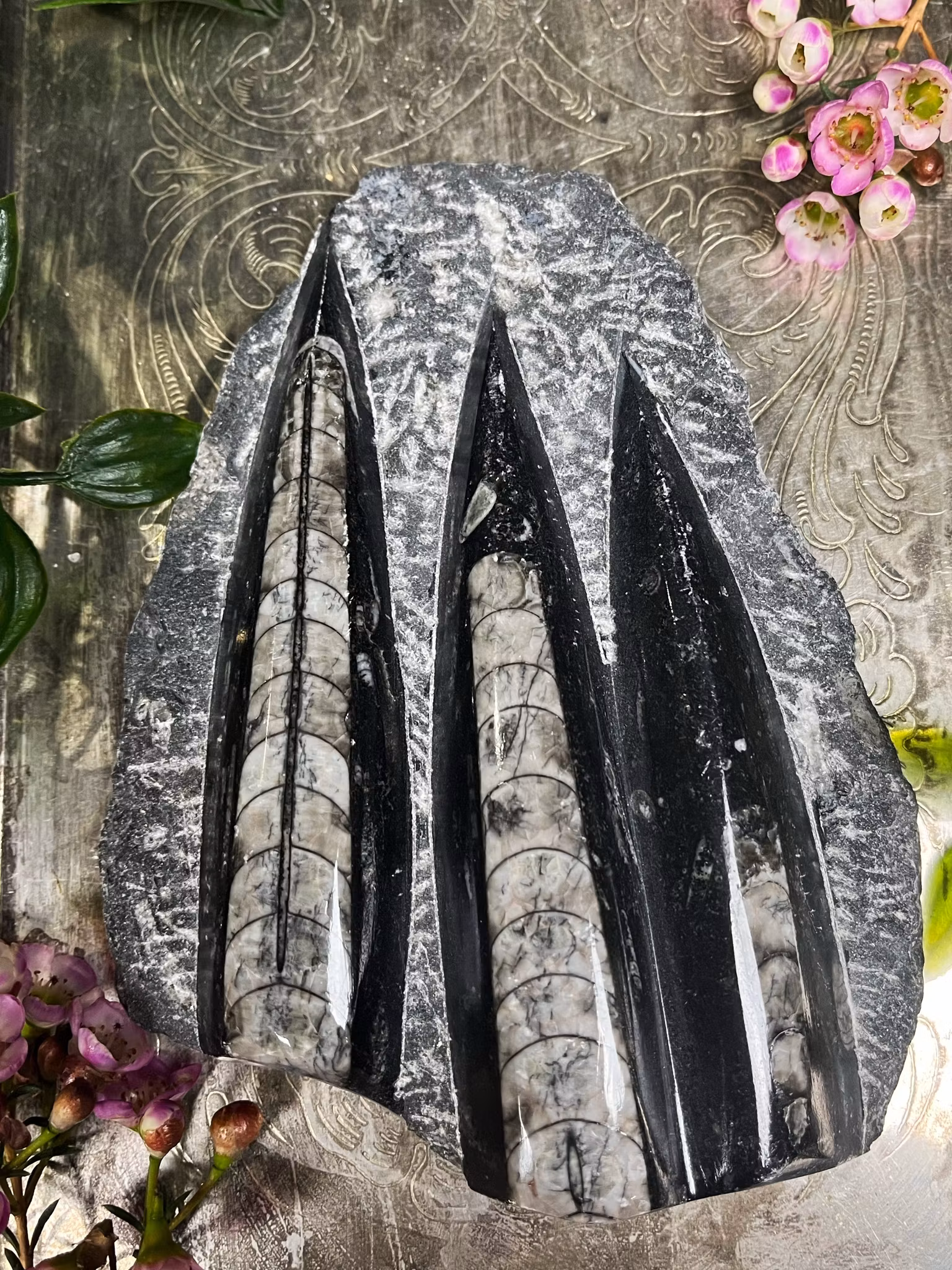 Orthoceras fossil #1