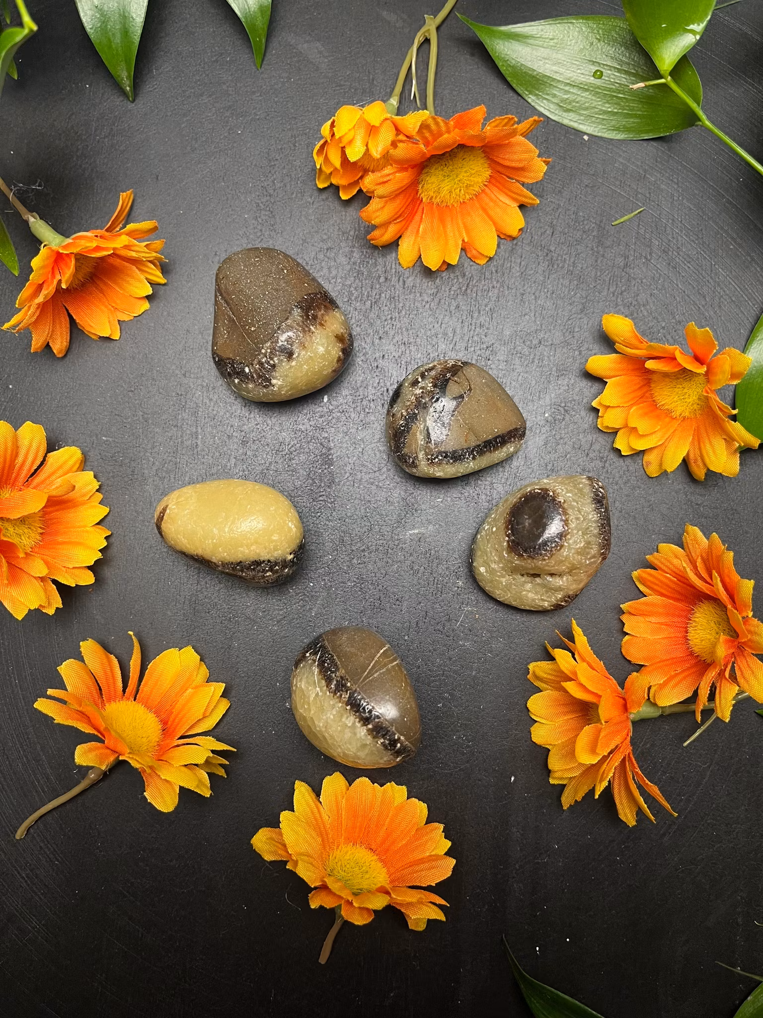 Septarian, Draksten trumlade