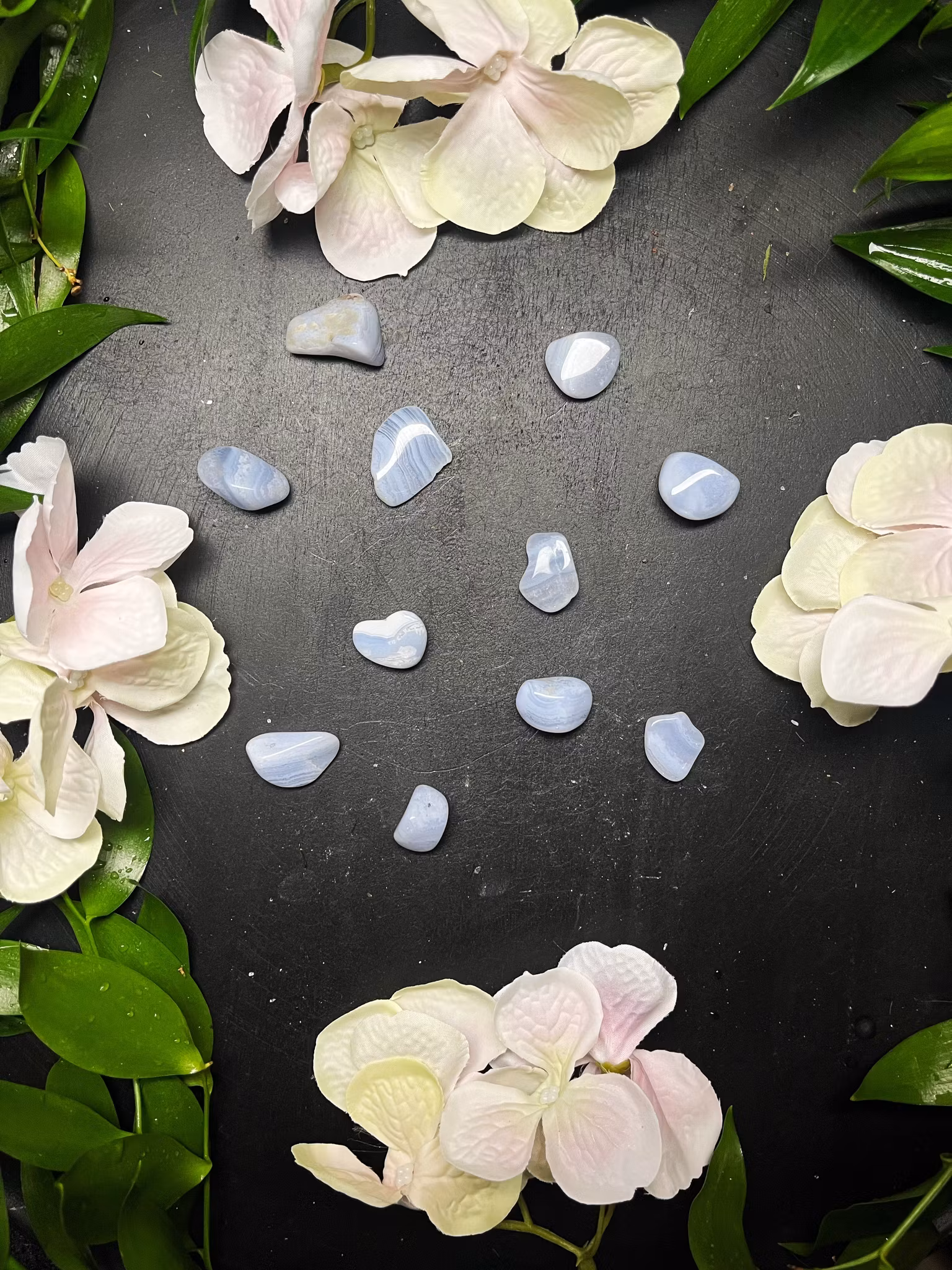 Blå Bandagat (Blue lace)