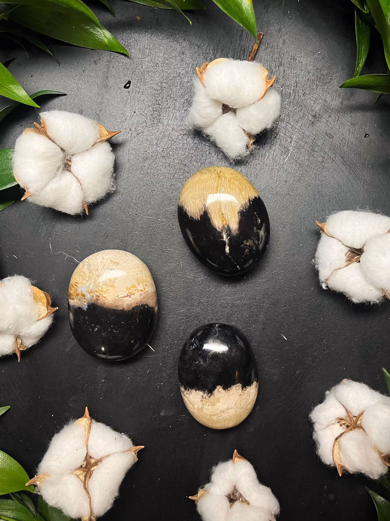 Palm root polerad palmstone