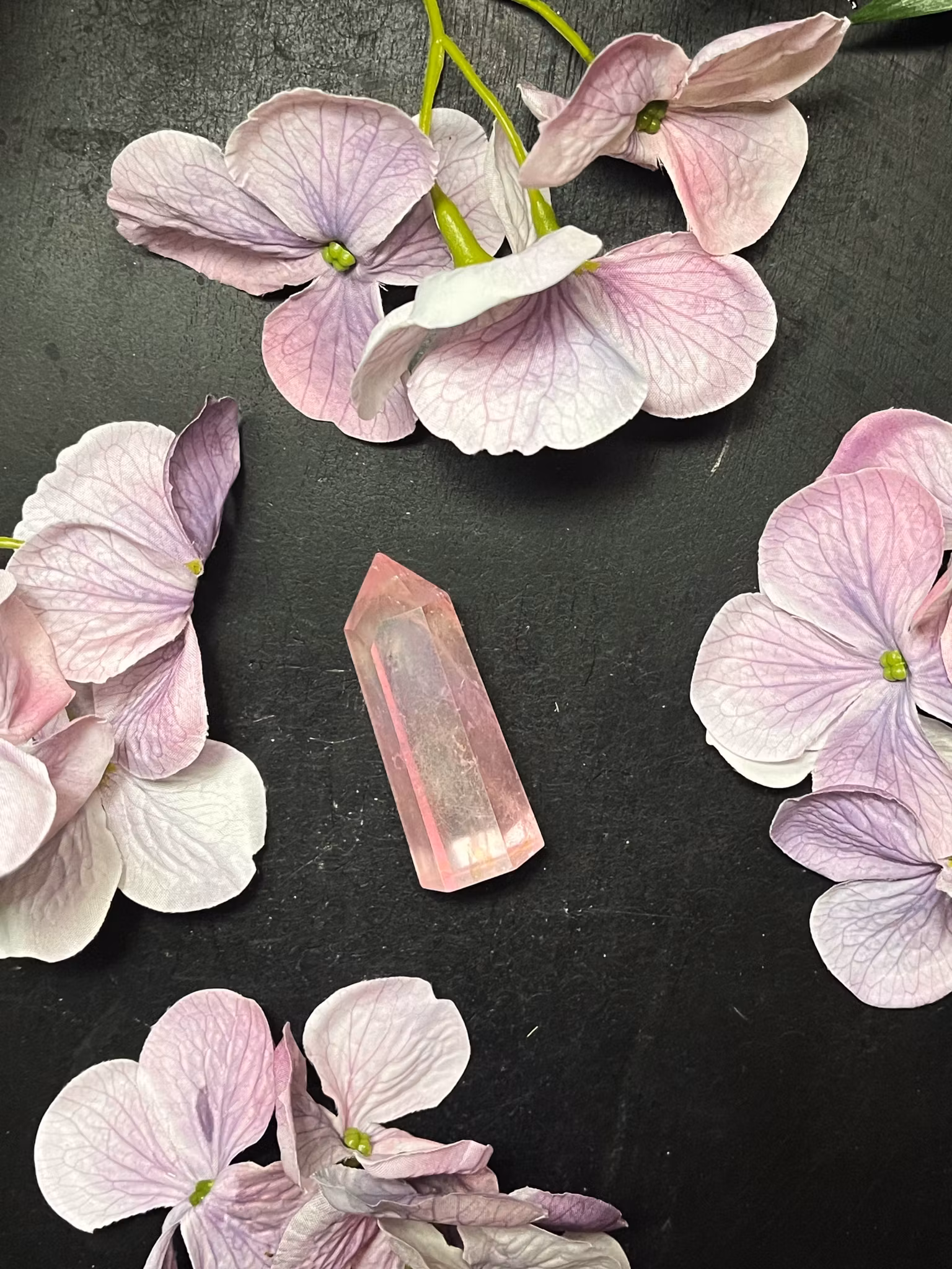 Rosa aura spets