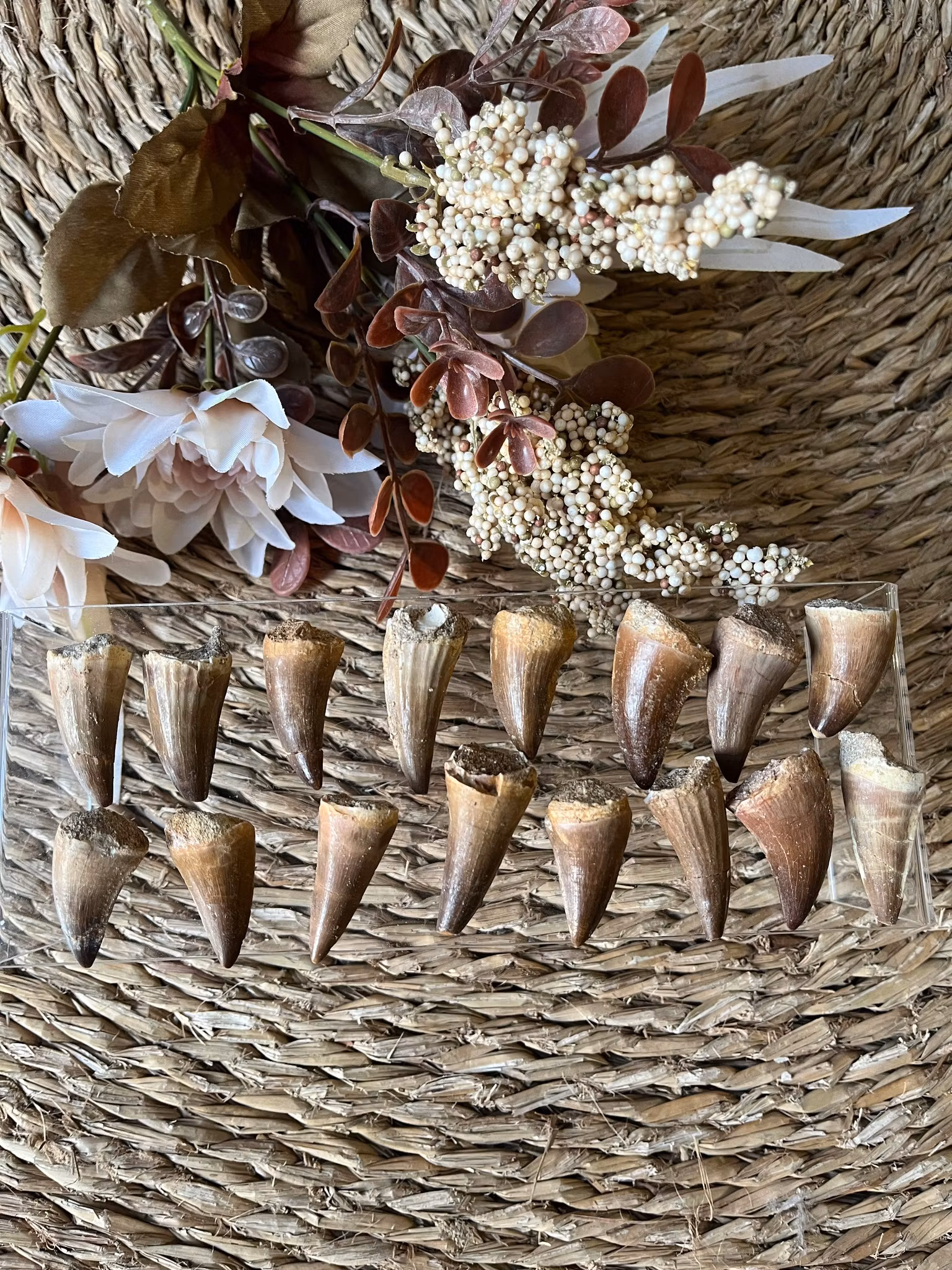 Fossil, Mosusaurius dinosaurie tand