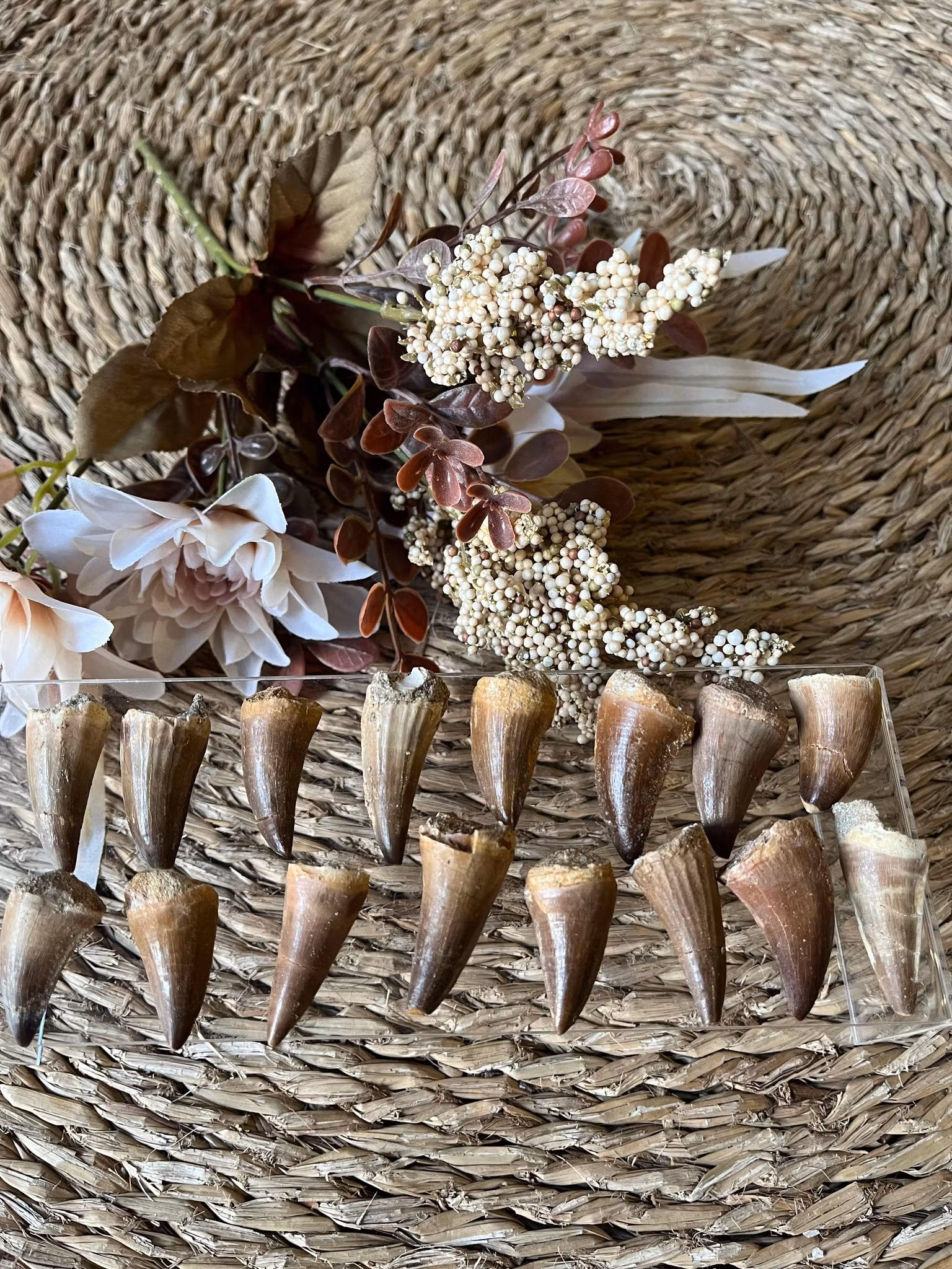 Fossil, Mosusaurius dinosaurie tand