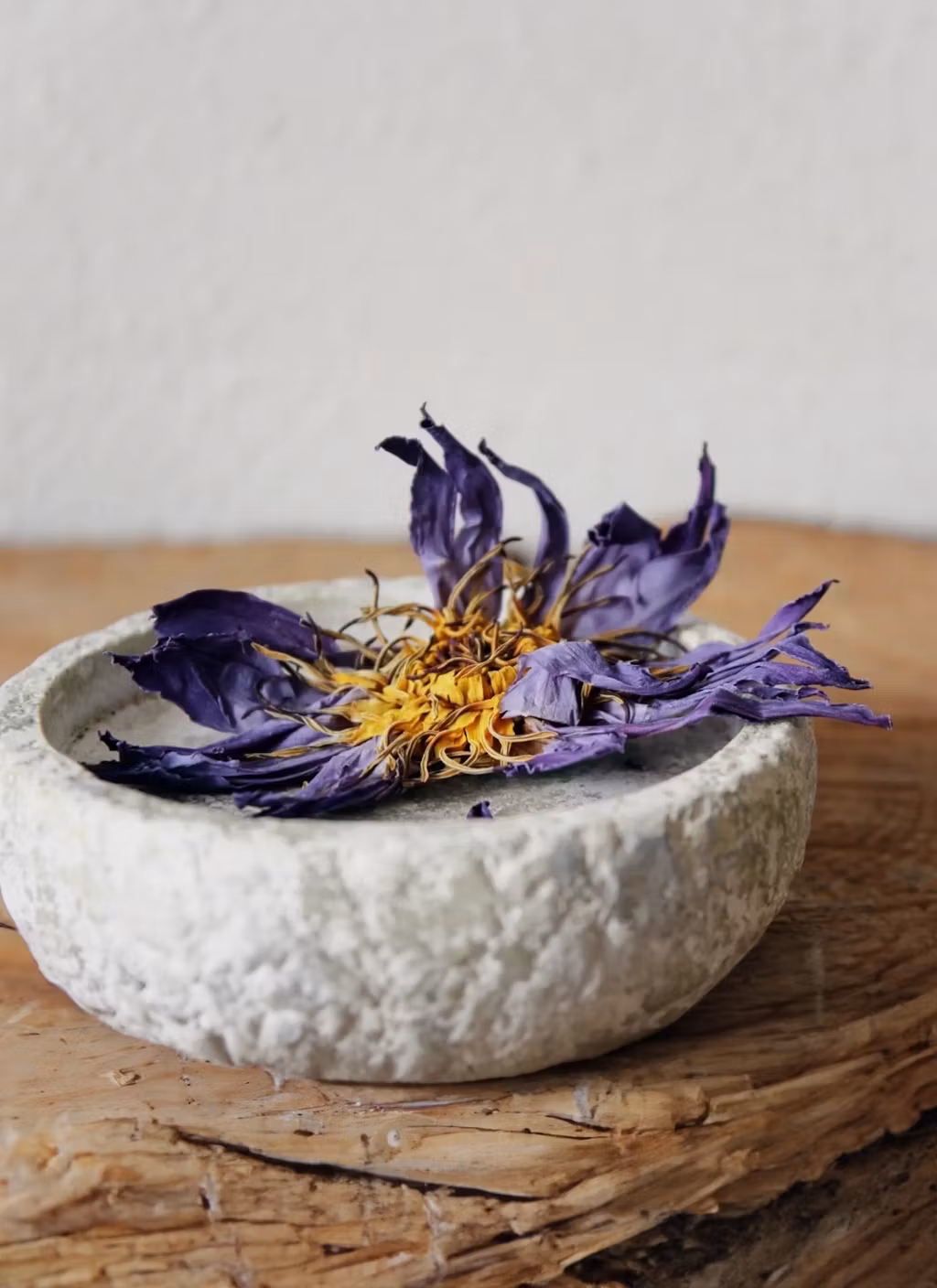 Blå lotus hel blomma