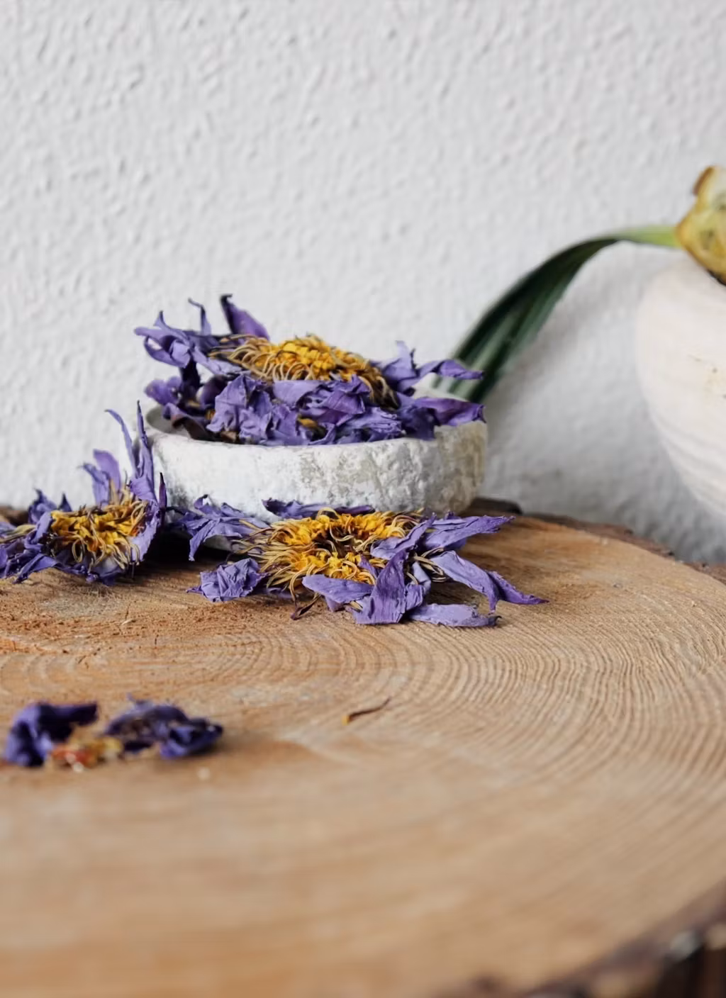 Blå lotus hel blomma